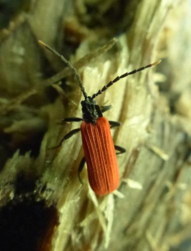 Platycis minutus
